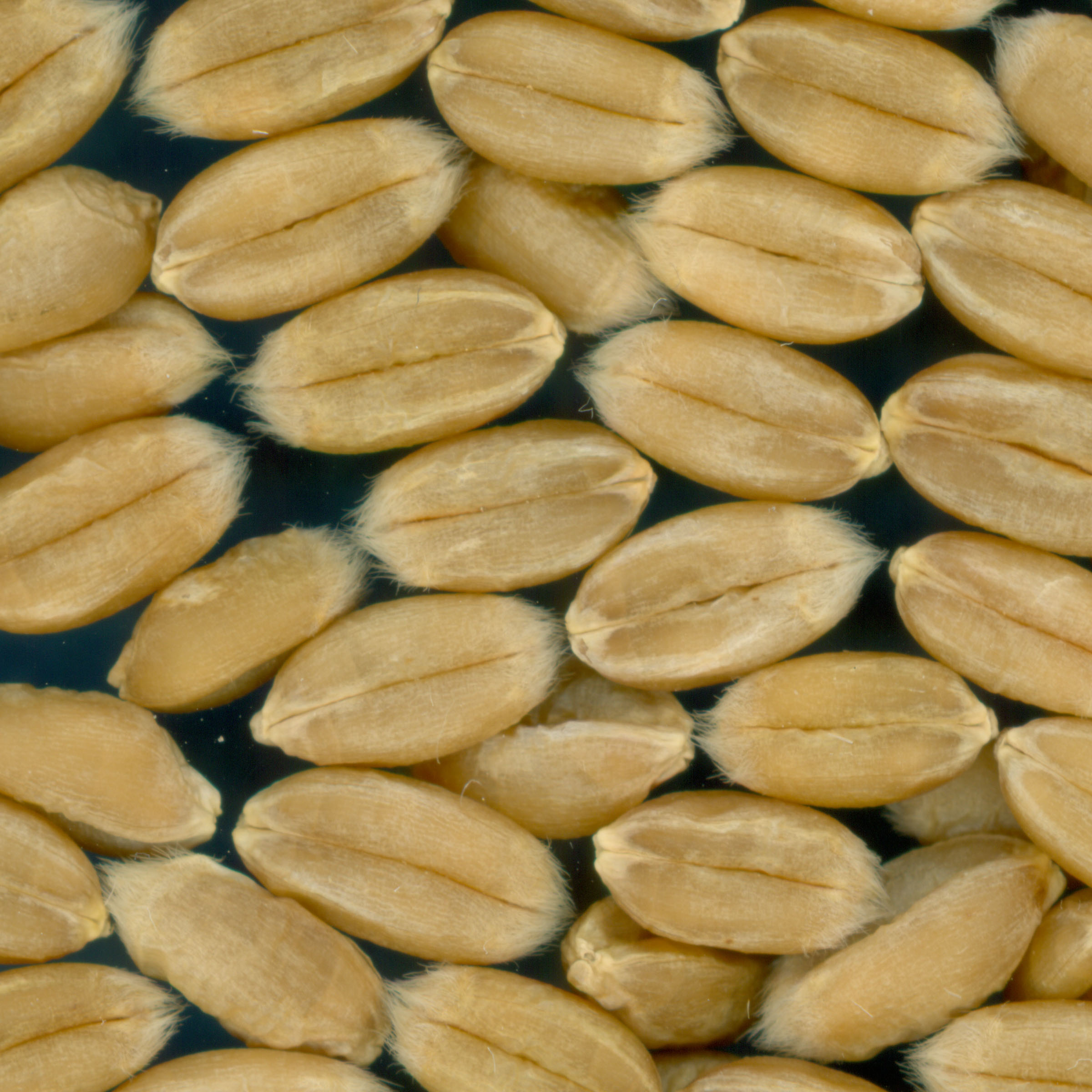 KERNELS